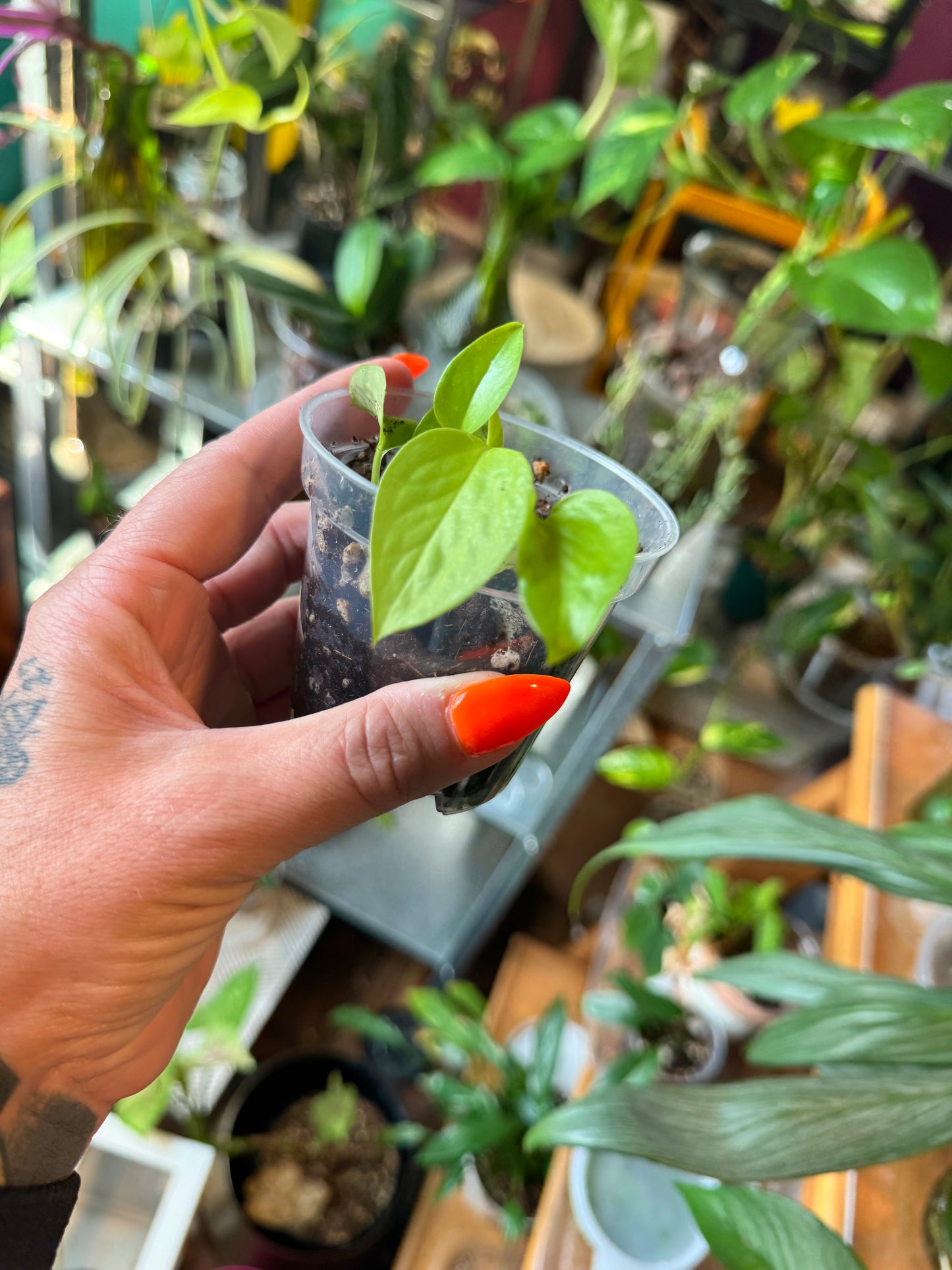 Baby Neon Pothos
