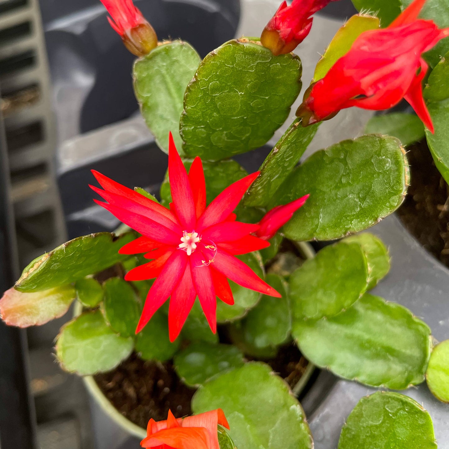 Easter Cactus