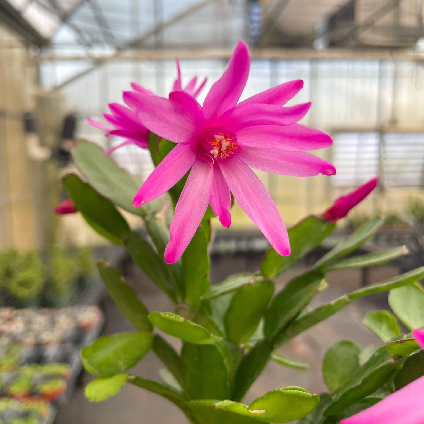 Easter Cactus