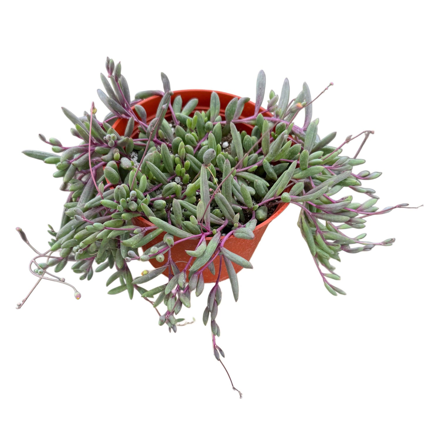String of Ruby Necklace