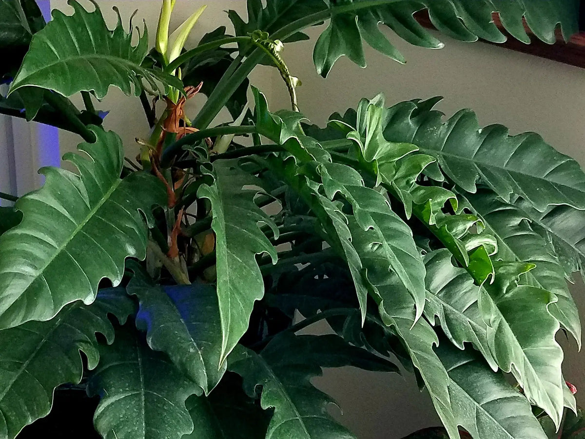 Philodendron Narrow. Starter plant. : Yes. Please pot them in a 3 inch pot.