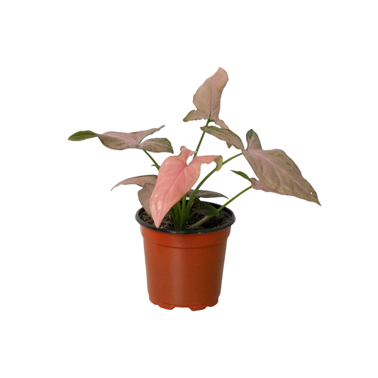 Syngonium 'Pink Splash': 4" Pot