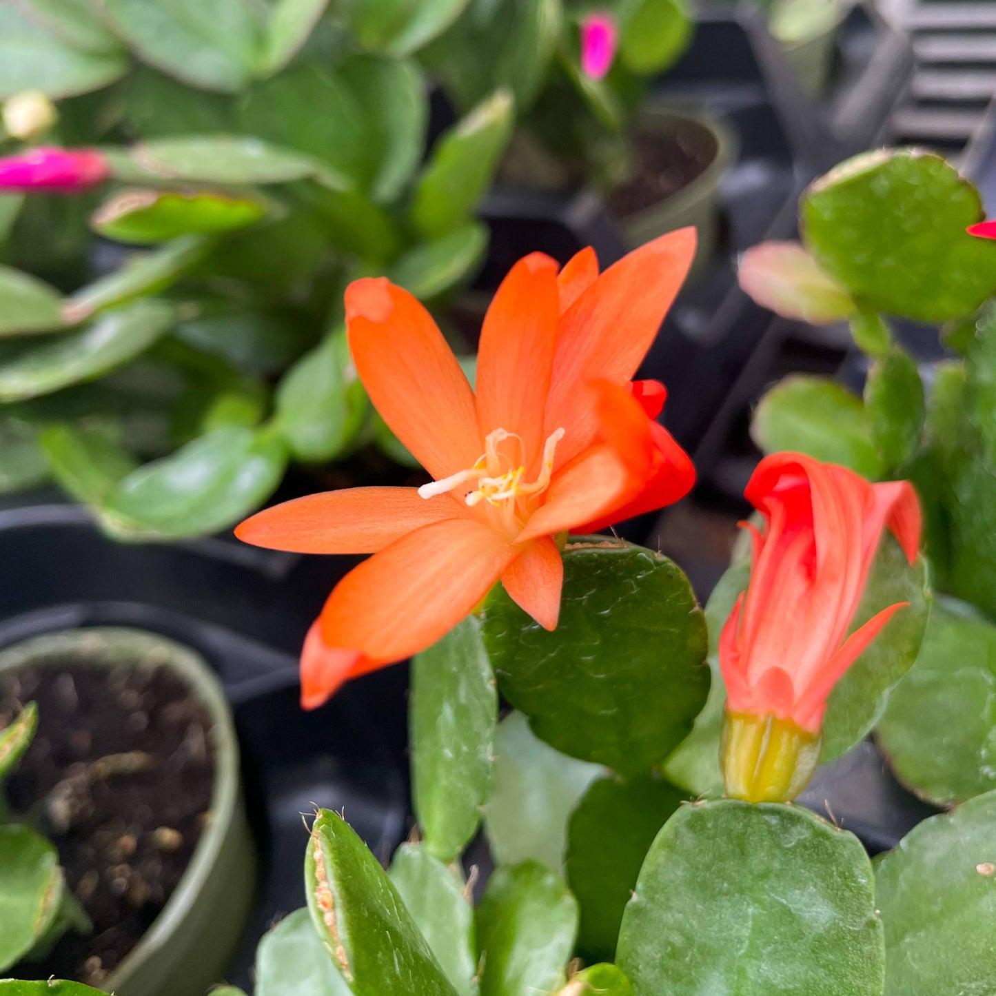 Easter Cactus