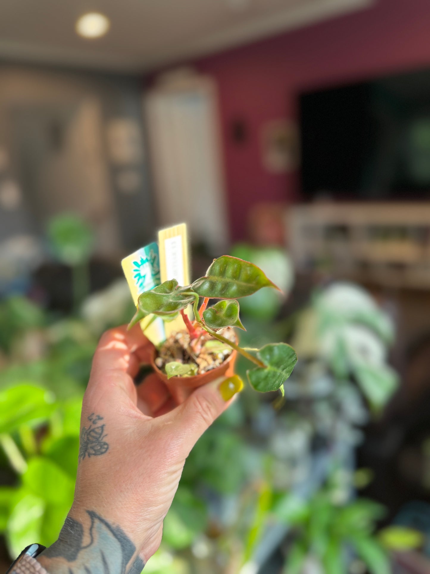 Philodendron Billietiae