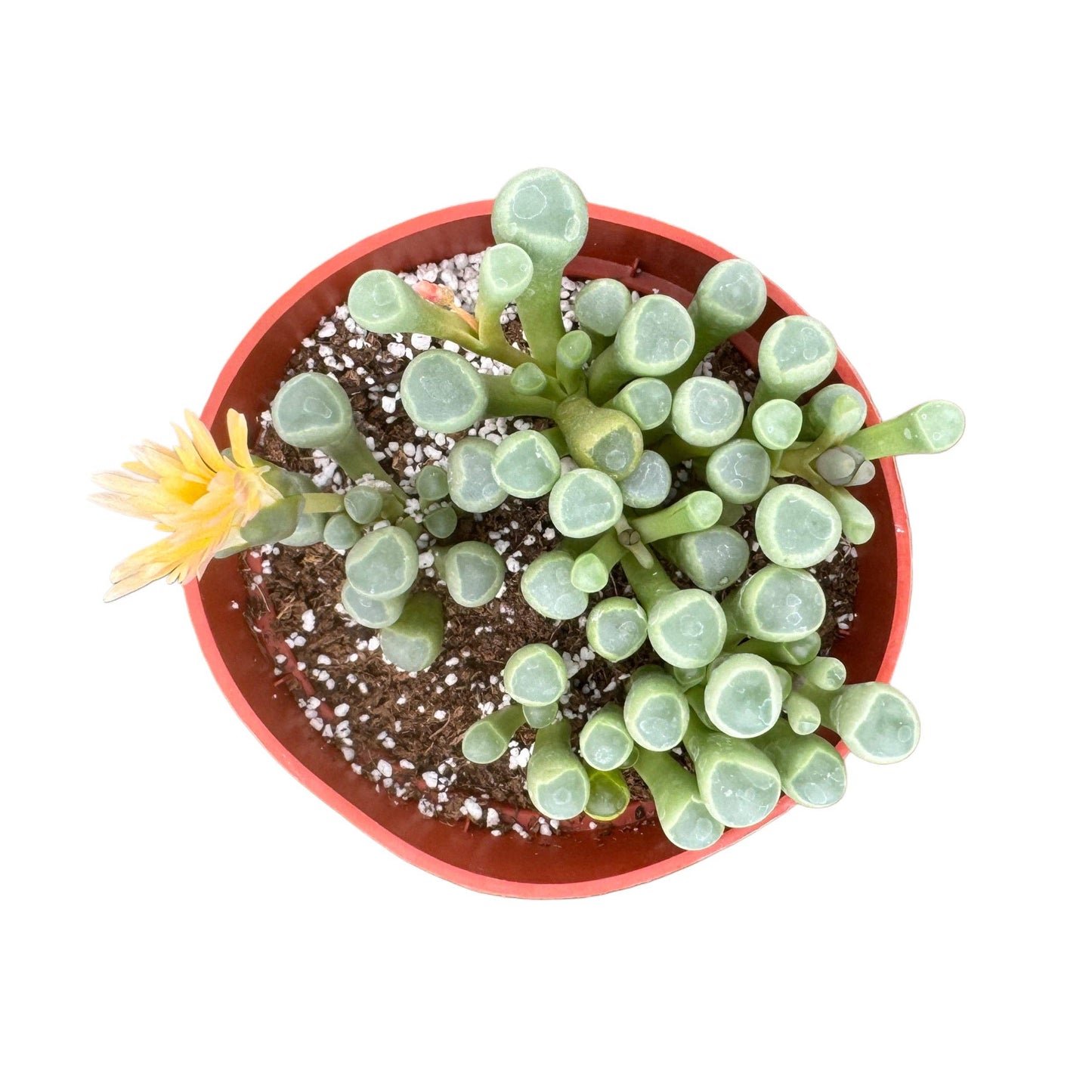 Baby Toes: 2 inch