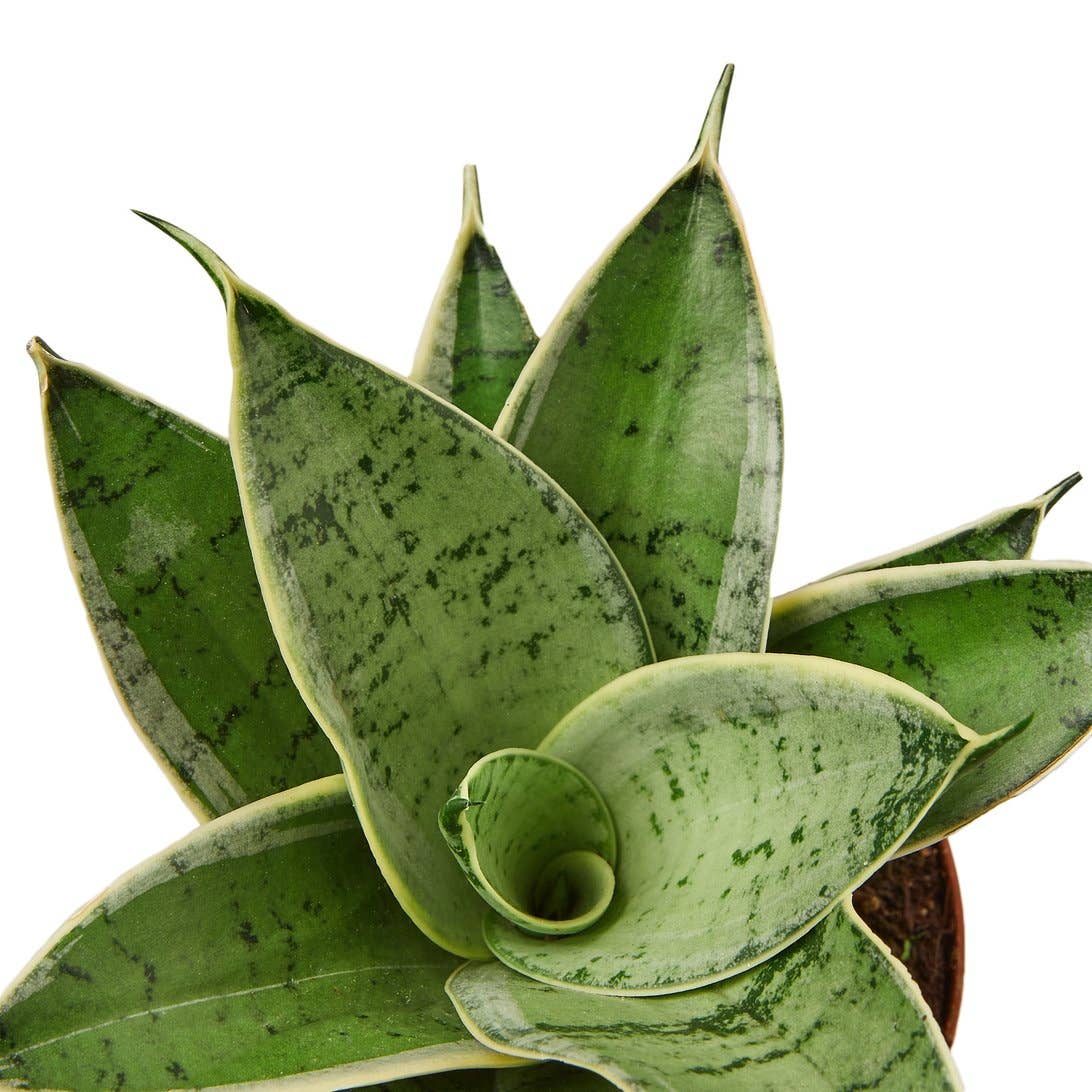 SNAKE MISTY STAR 4-inch