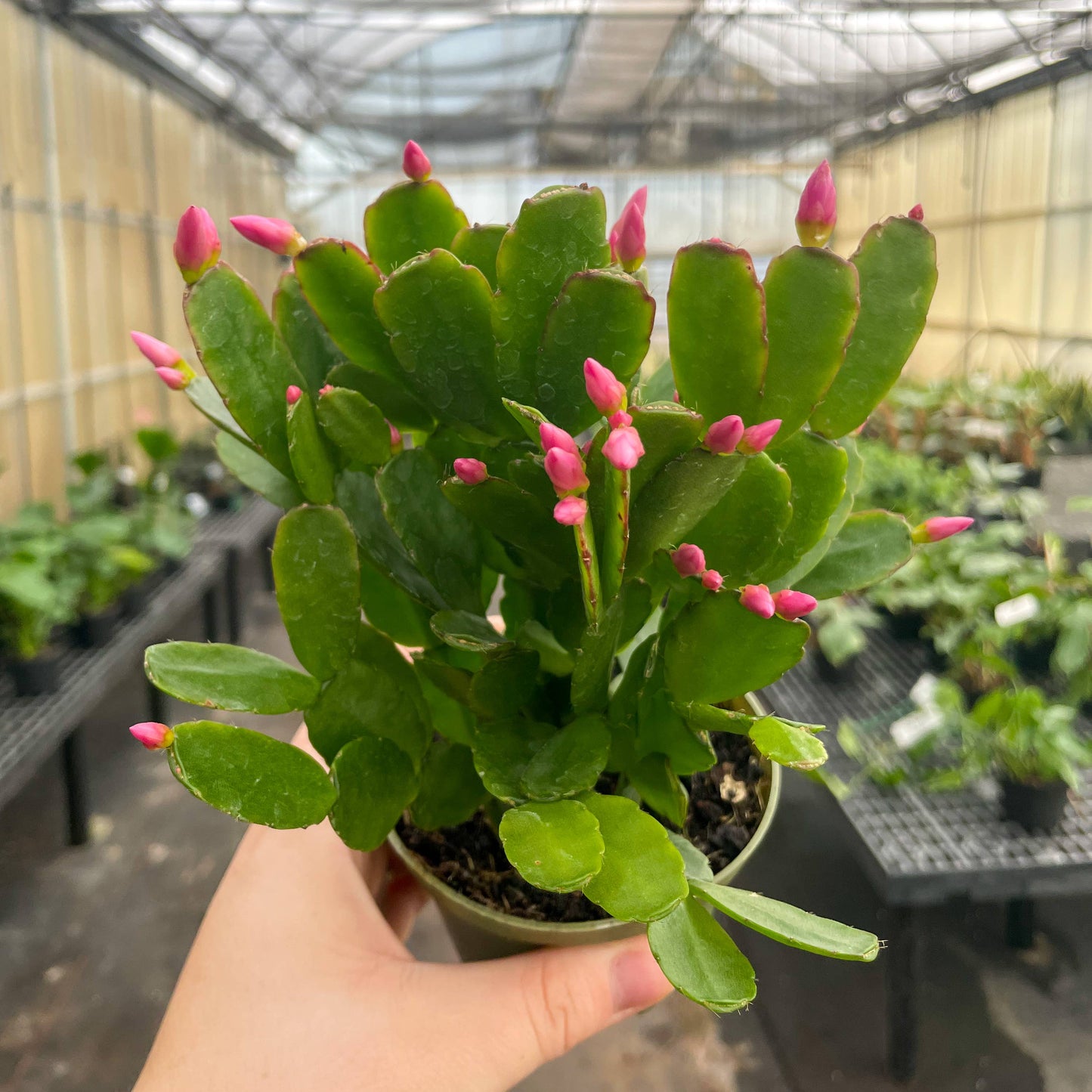 Easter Cactus