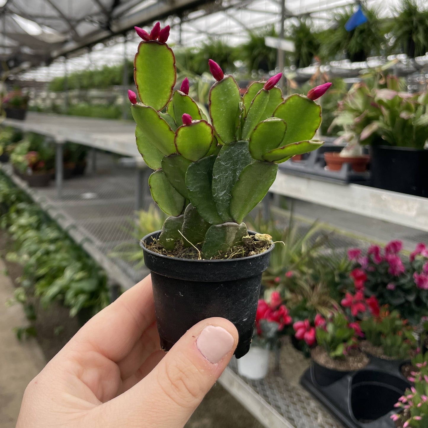Easter Cactus
