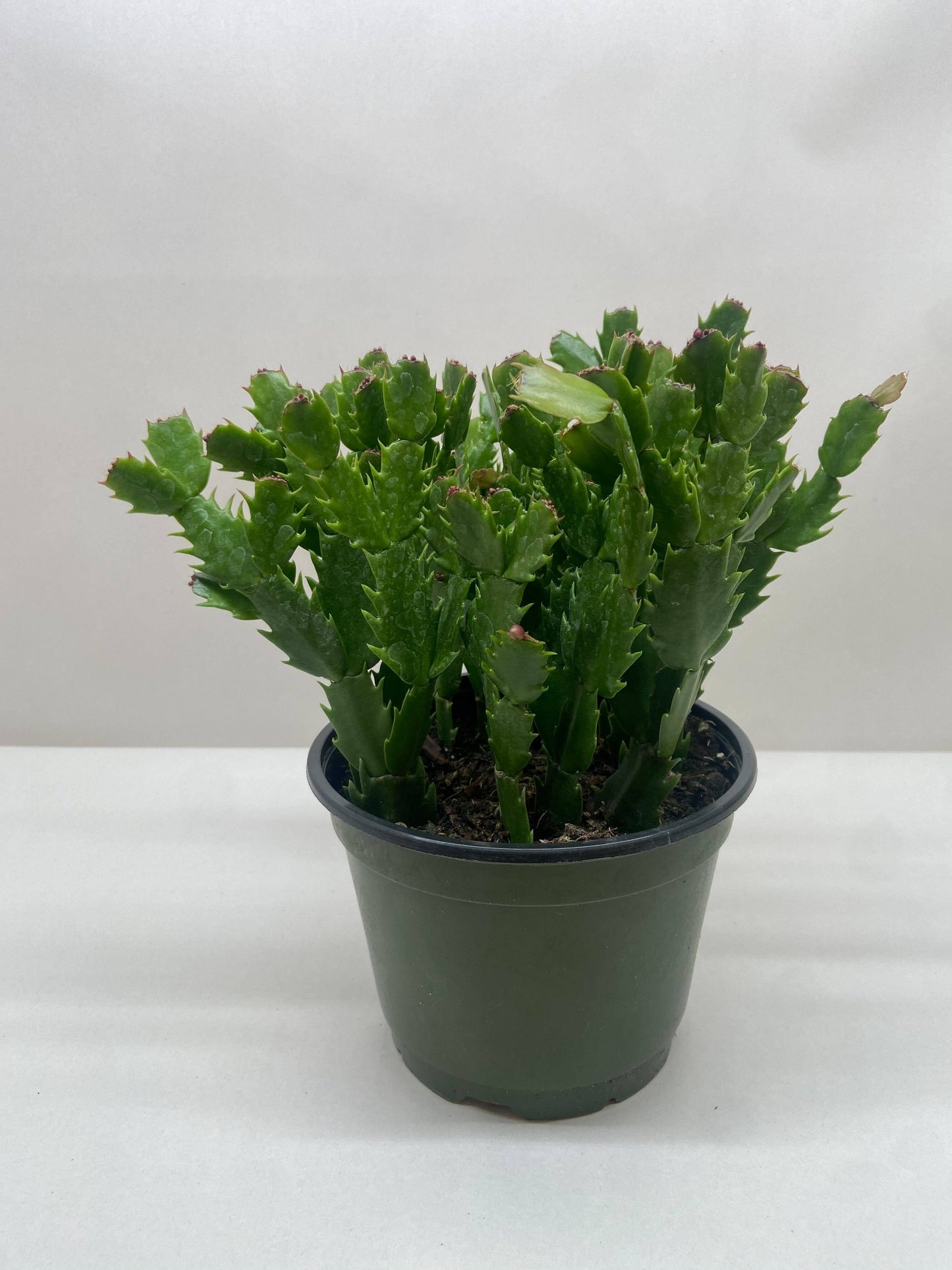 Christmas Cactus