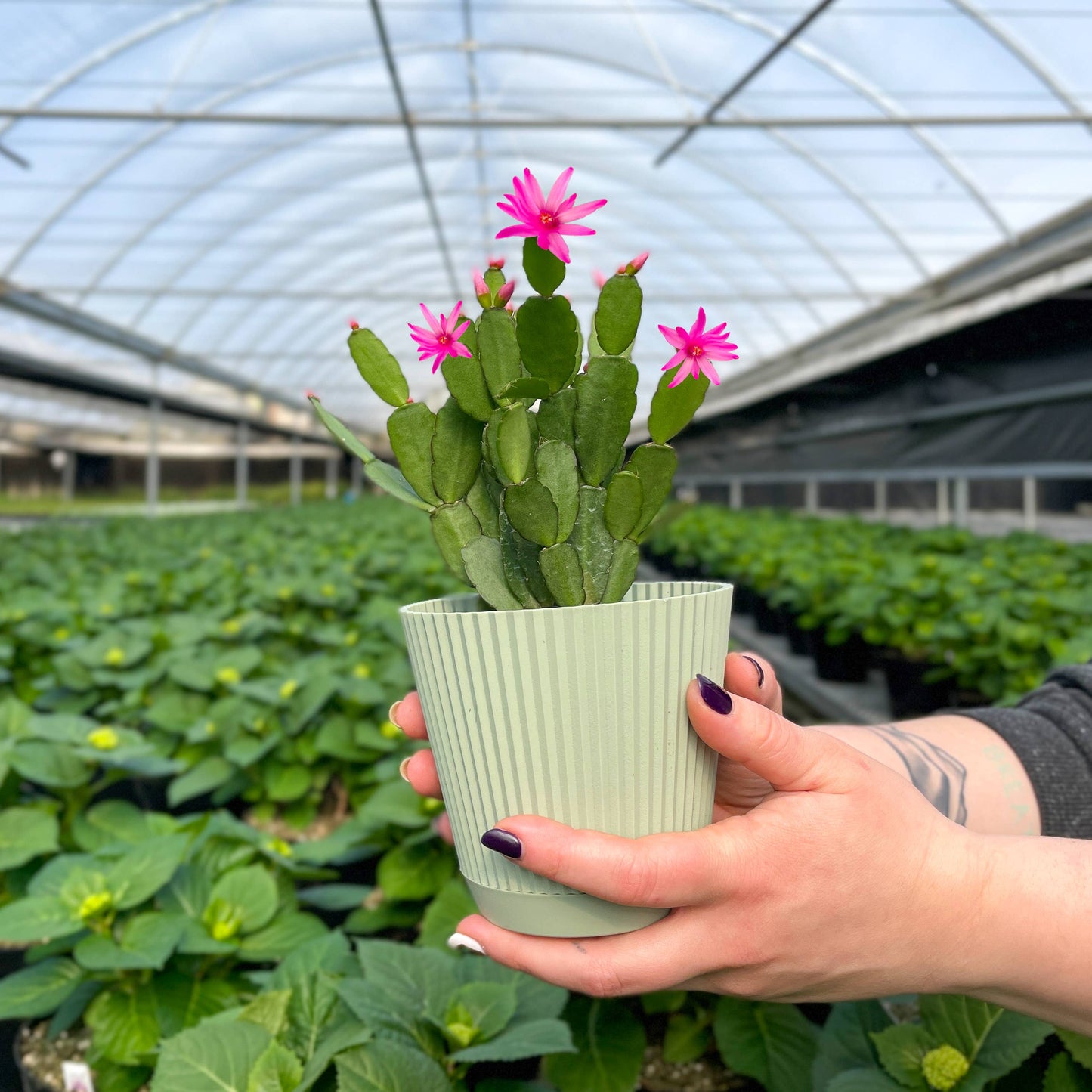 Easter Cactus