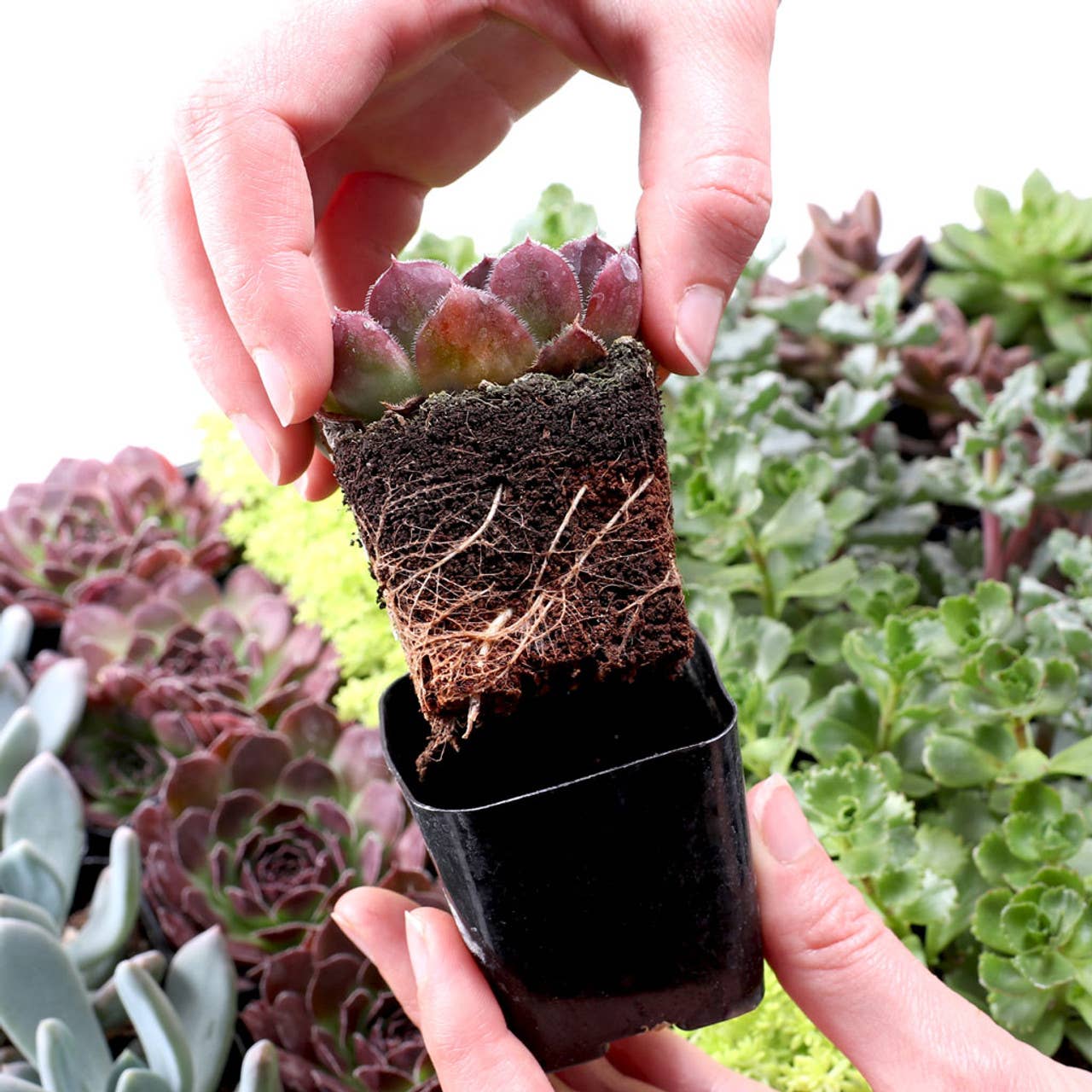 Ultimate Variety Succulents 2" Pots