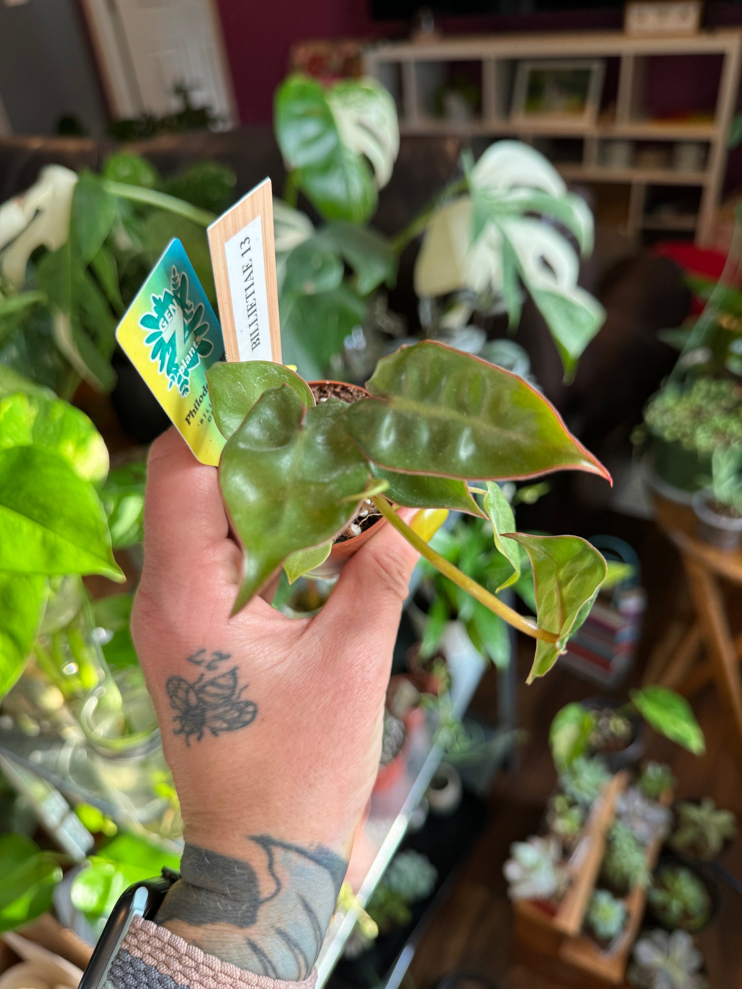 Philodendron Billietiae