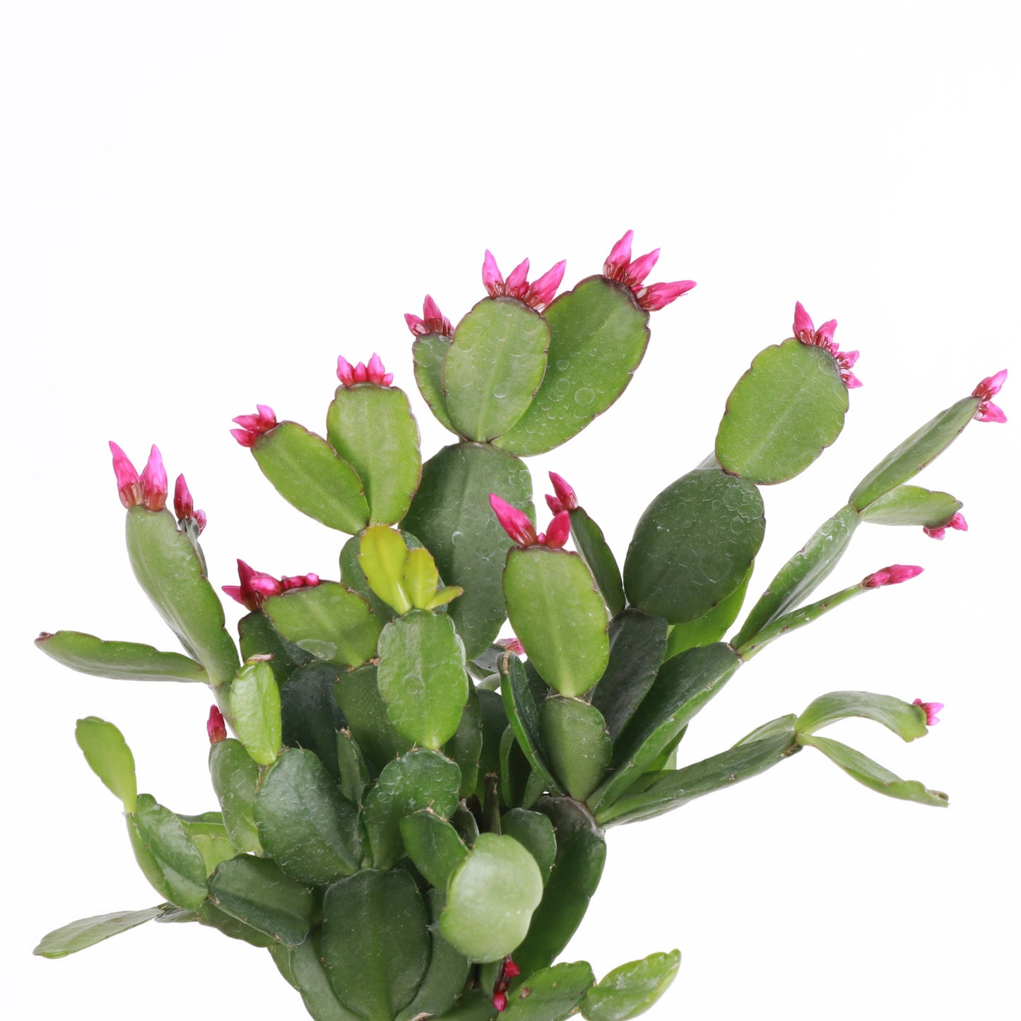 Easter Cactus