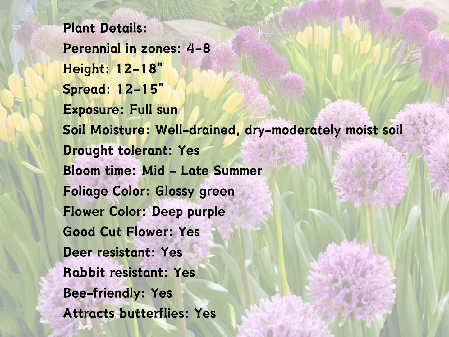 10/15/30/50 Allium Windy City Bulk Perennial Plants Herbs: 10 Allium 'Windy City'
