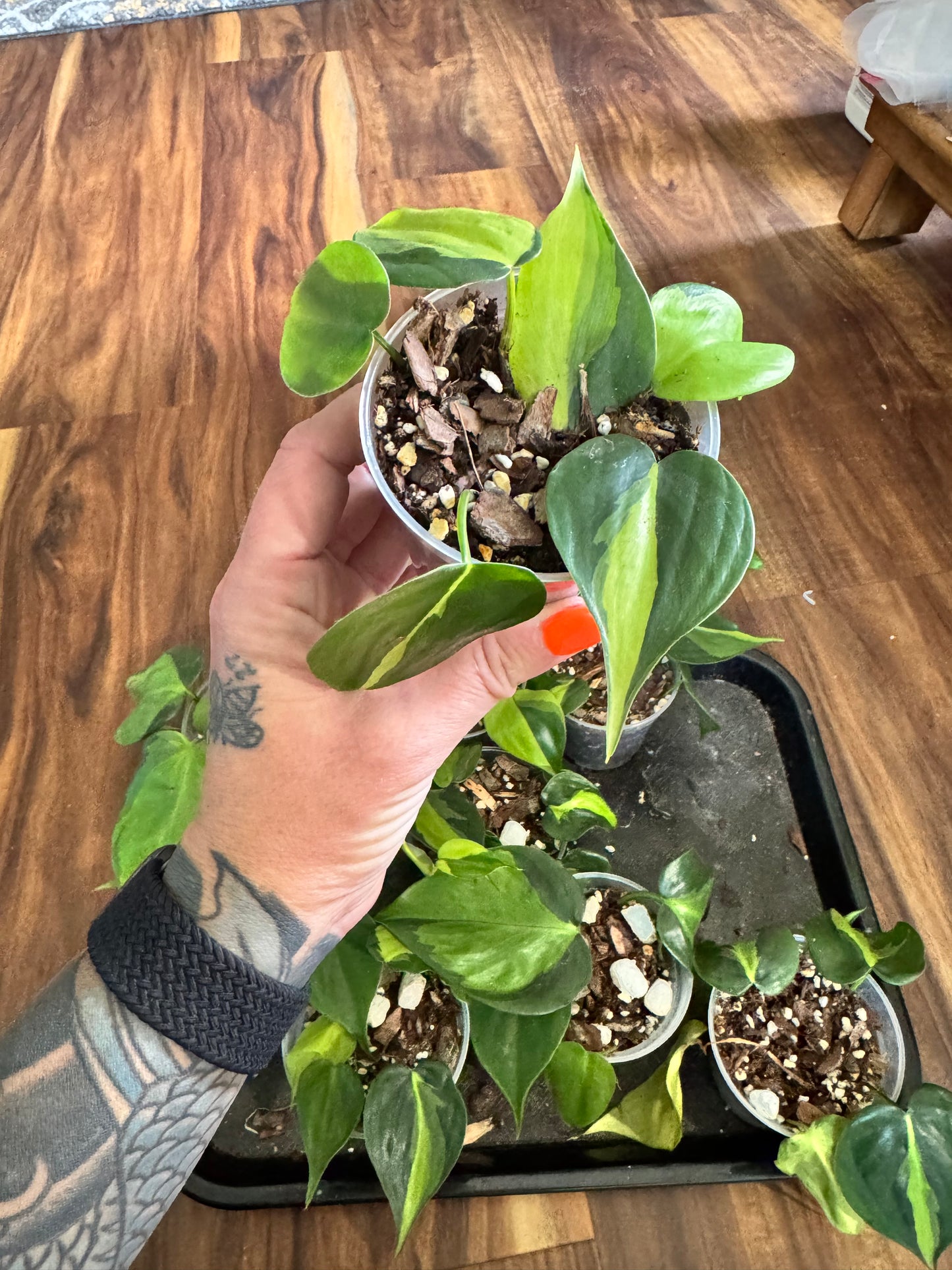 Philodendron Brasil
