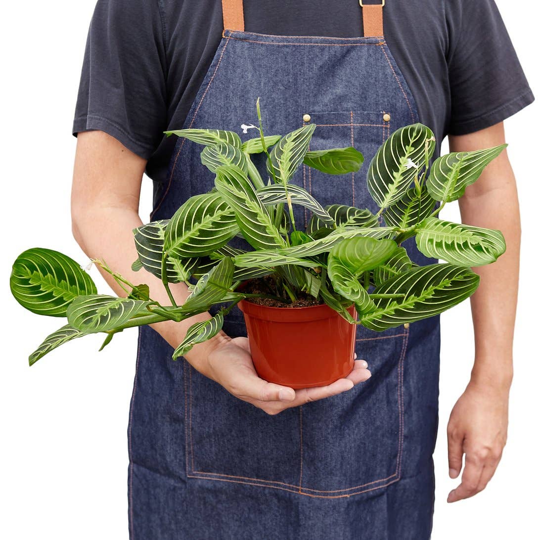 MARANTA LEMON LIME 4-inch