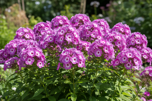 510/15/30 Perennial Phlox 'Laura' Bulk Landscape Plants: 5 Phlox 'Laura'