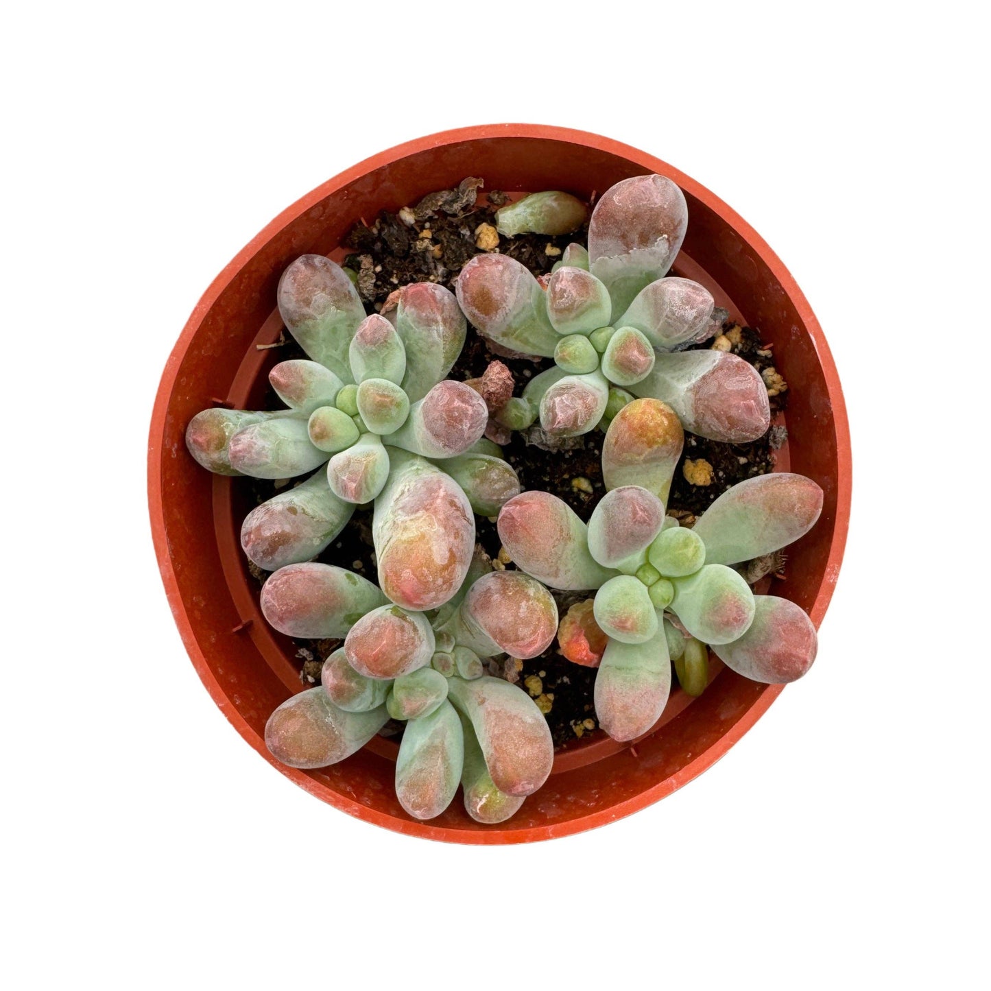 Sedum Pachyphyllum | Blue Jelly Beans: