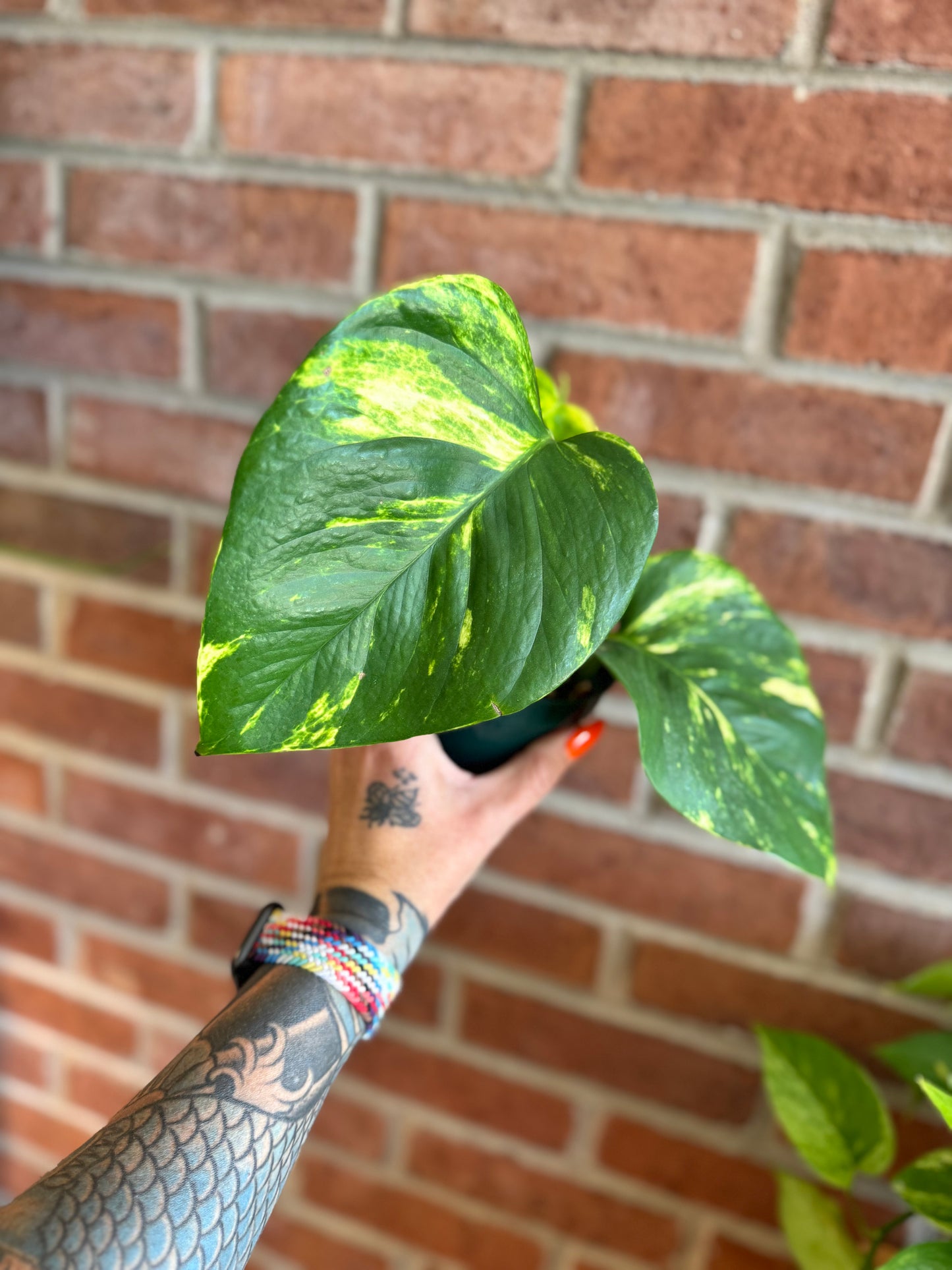 Large Leaf Golden Pothos