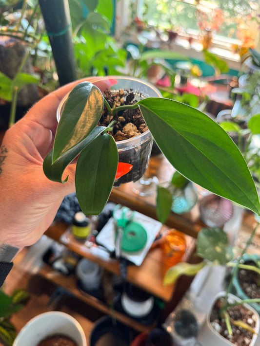 Baby Dragon tail philodendron