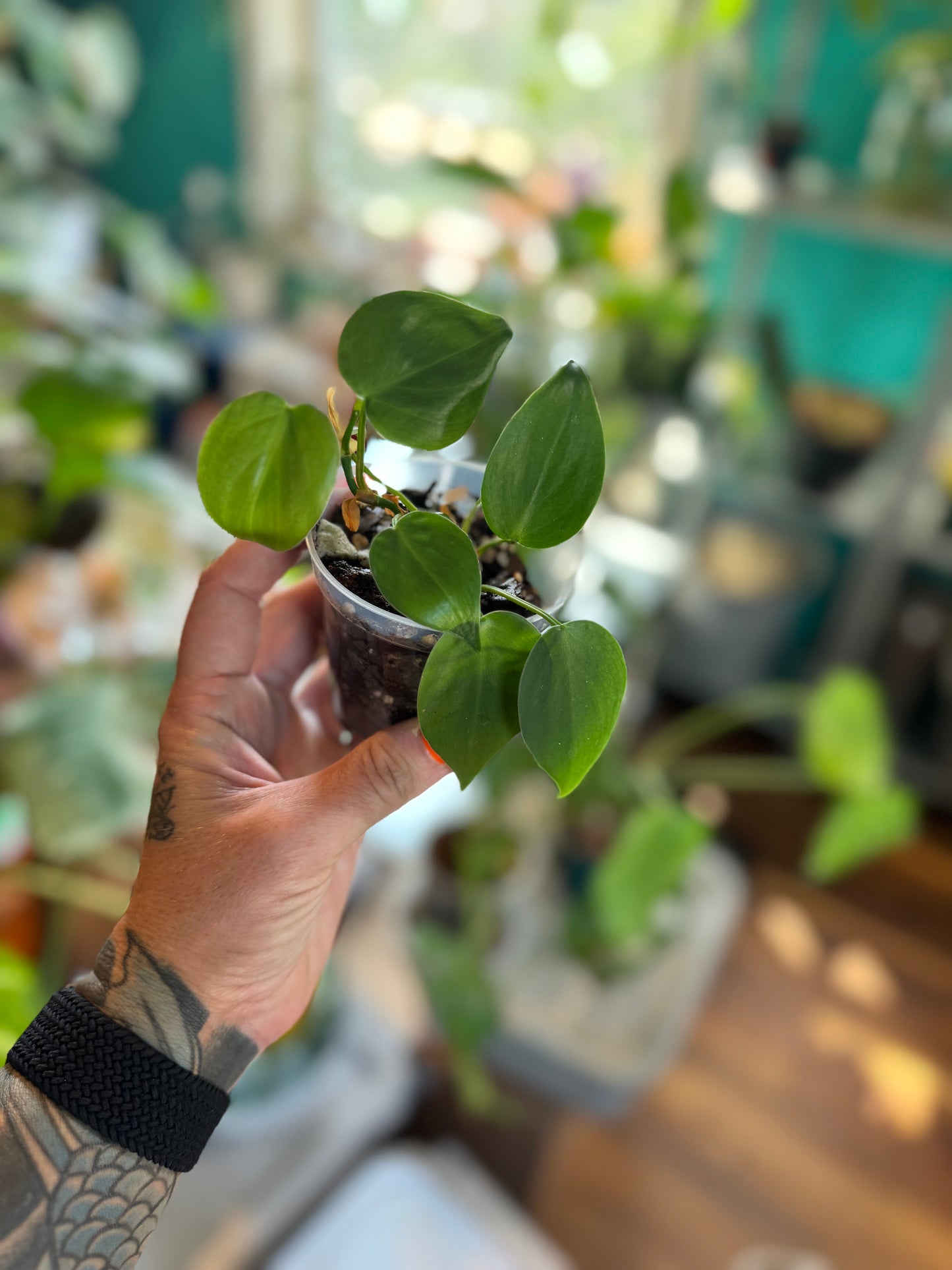 Heartleaf Philodendron