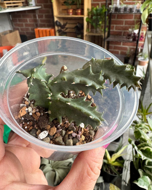 Baby Life Savor Cactus
