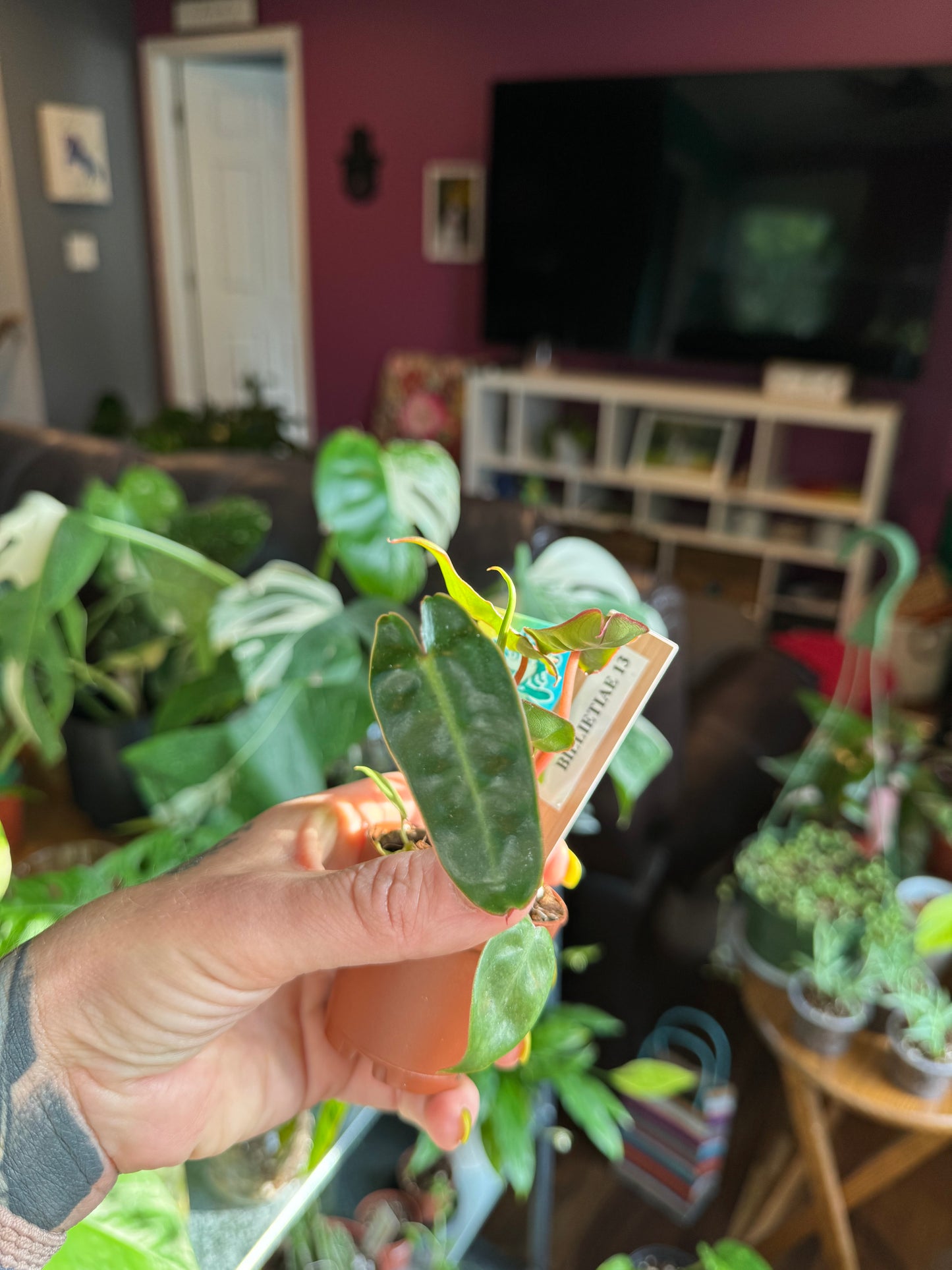Philodendron Billietiae