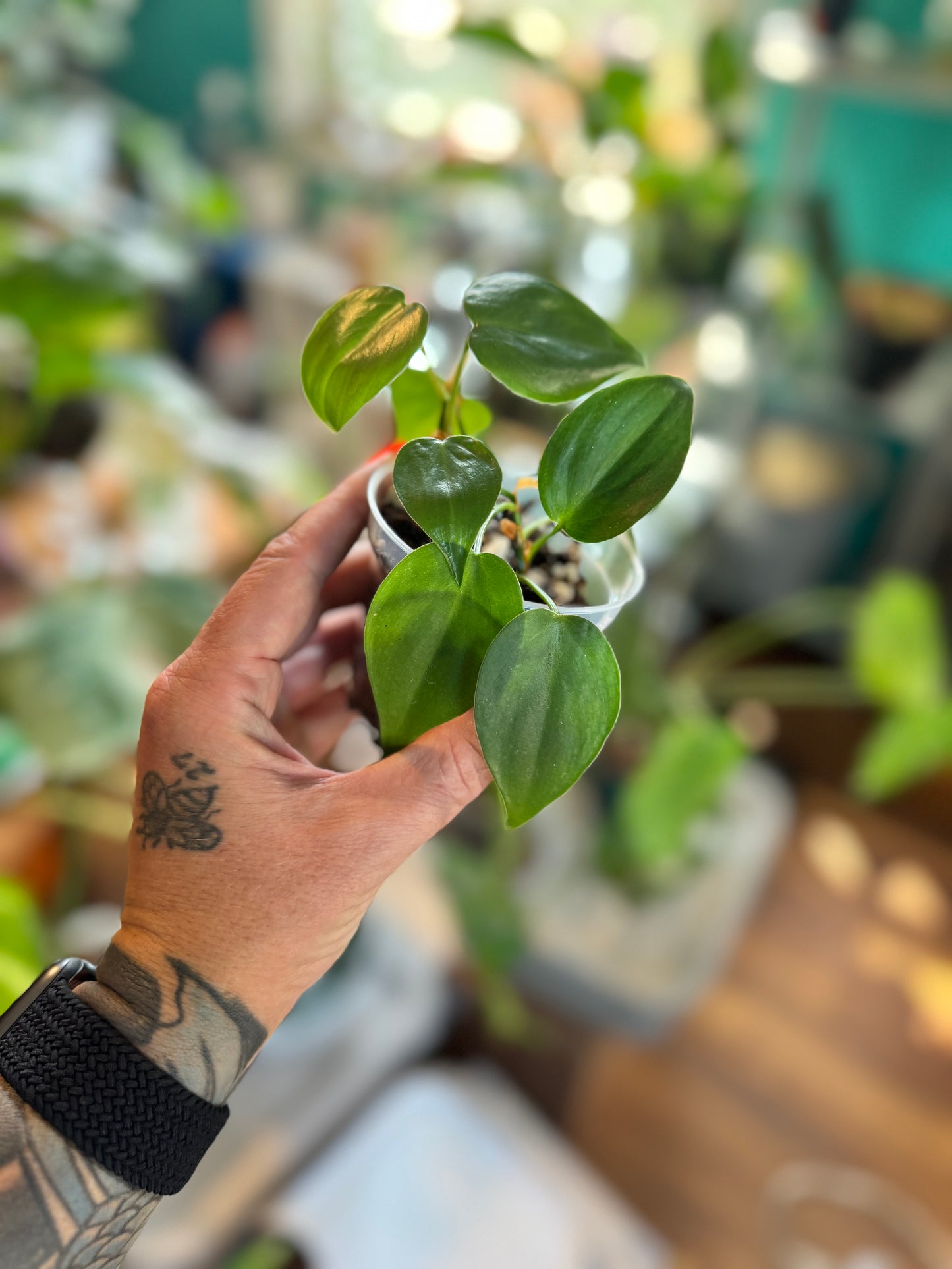 Heartleaf Philodendron