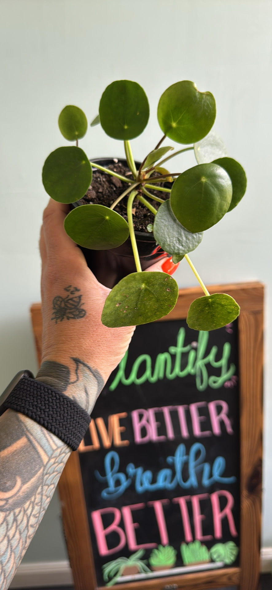 Chinese Money Plant