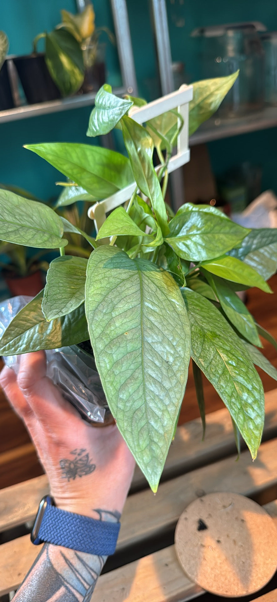 buy cebu blue pothos Cebu blue pothos – Plantify