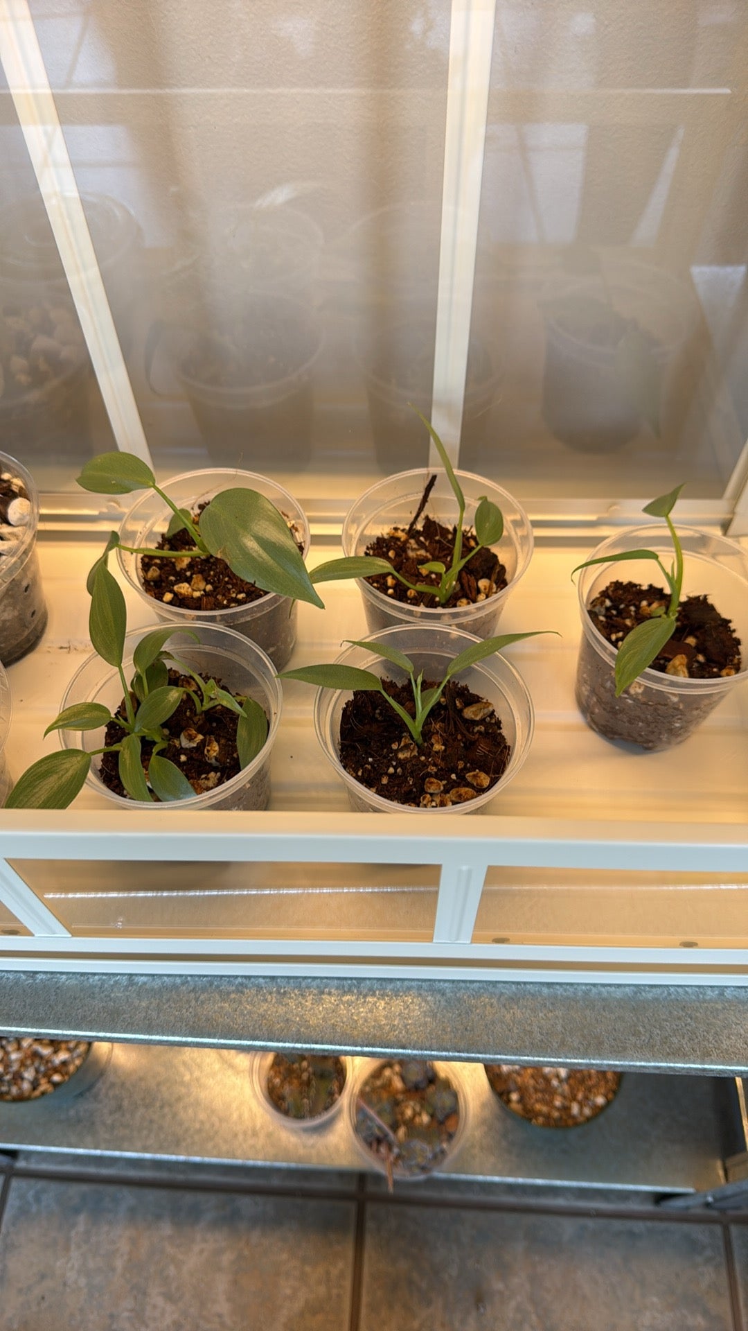 Silver sword philodendron baby