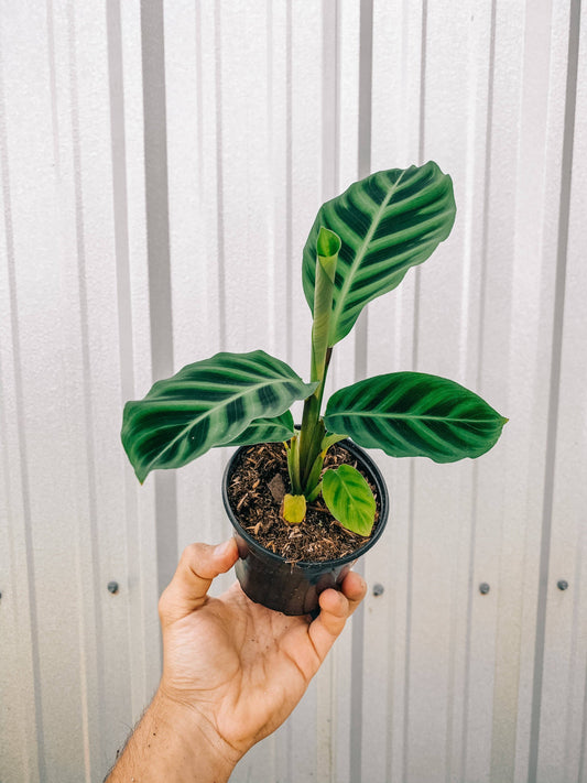 4" Calathea 'Zebrina'