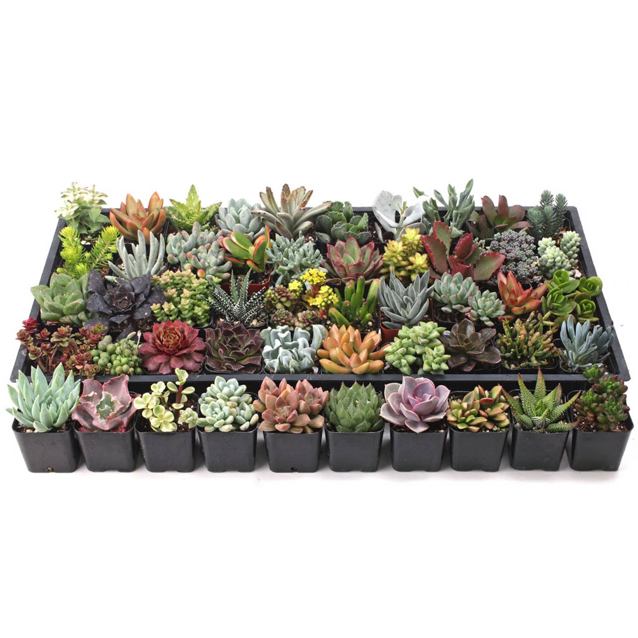 Ultimate Variety Succulents 2" Pots