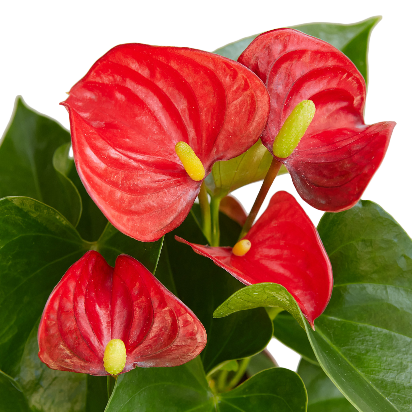 ANTHURIUM RED