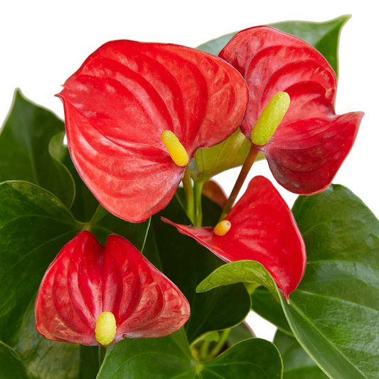 ANTHURIUM RED