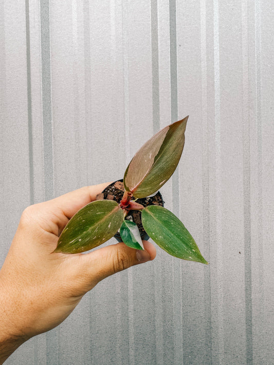 2" Philodendron 'Pink Princess'