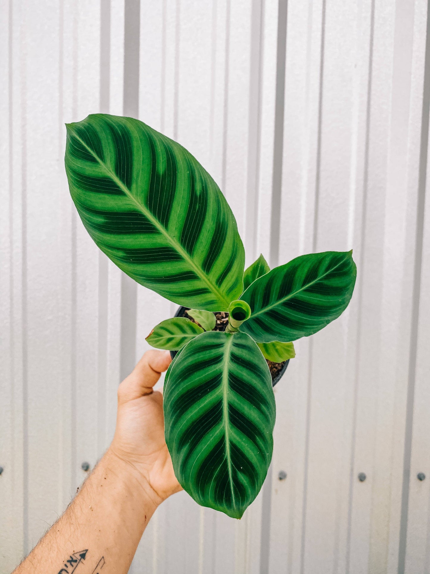 4" Calathea 'Zebrina'