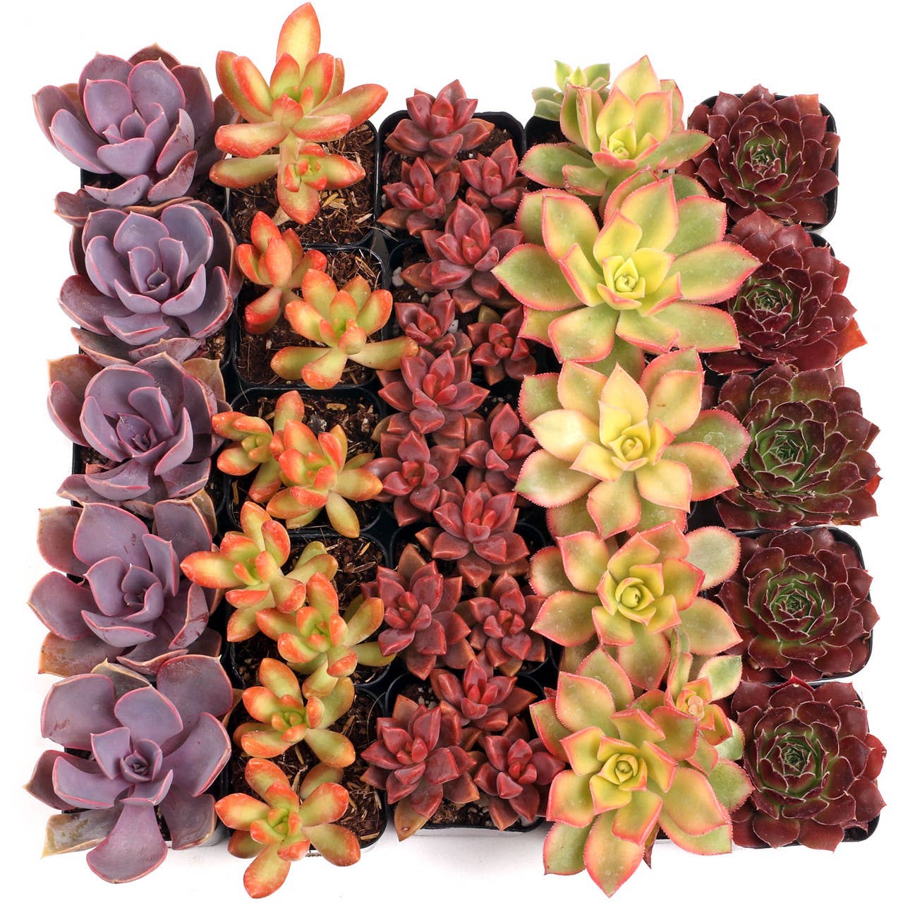 Nuthin' But Color Succulents 5 Varieties, (2" Pots)
