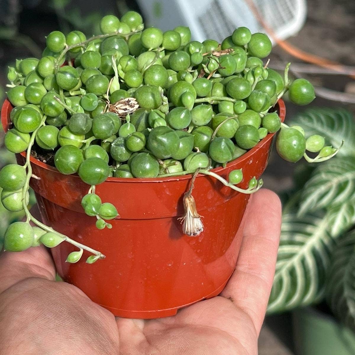 String of Pearls 4 inch pot
