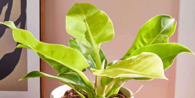 Philodendron Moonlight. 2-3 inch starter plant.
