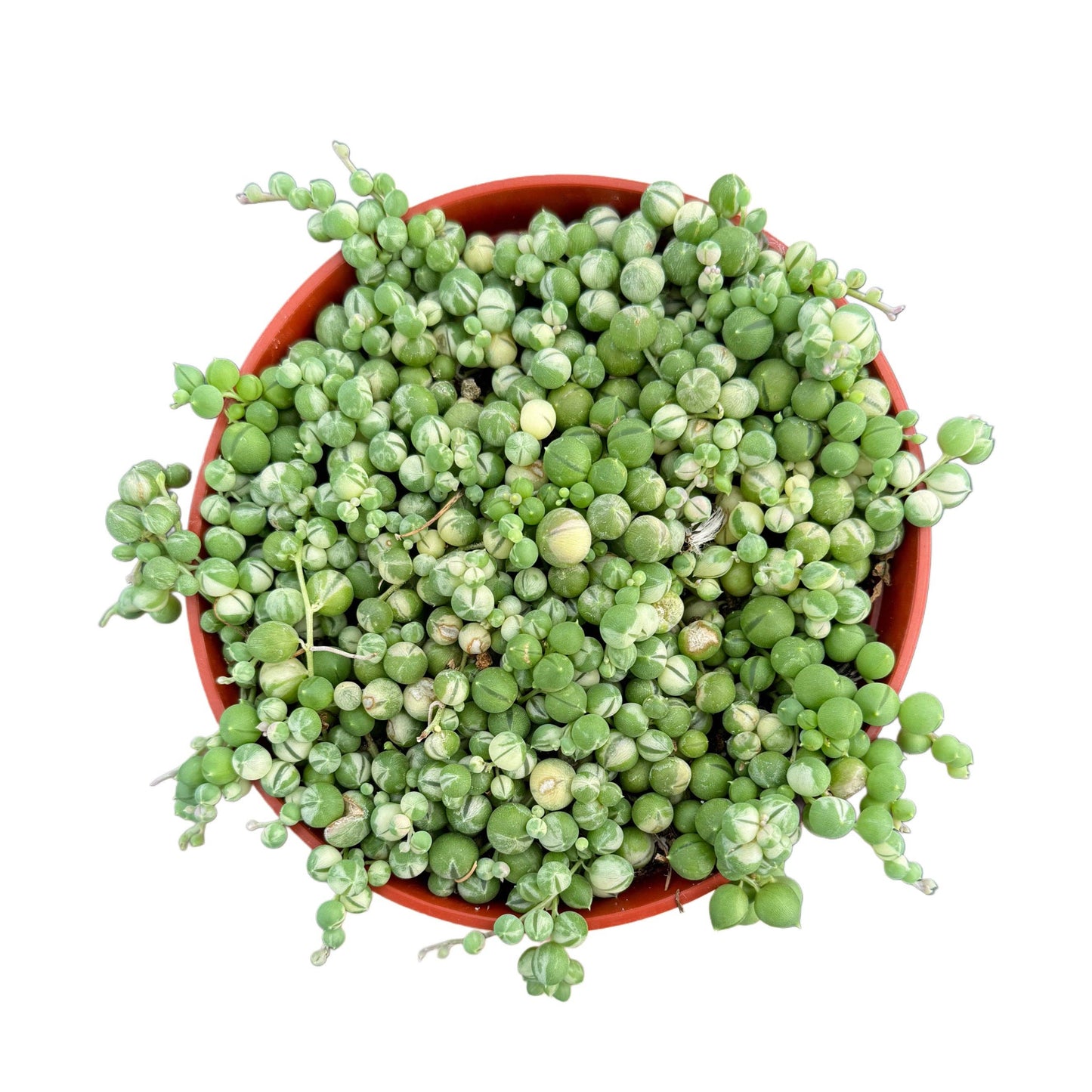 Variegated String of Pearls:
