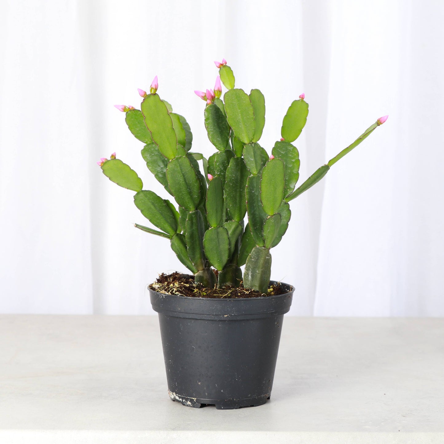 Easter Cactus