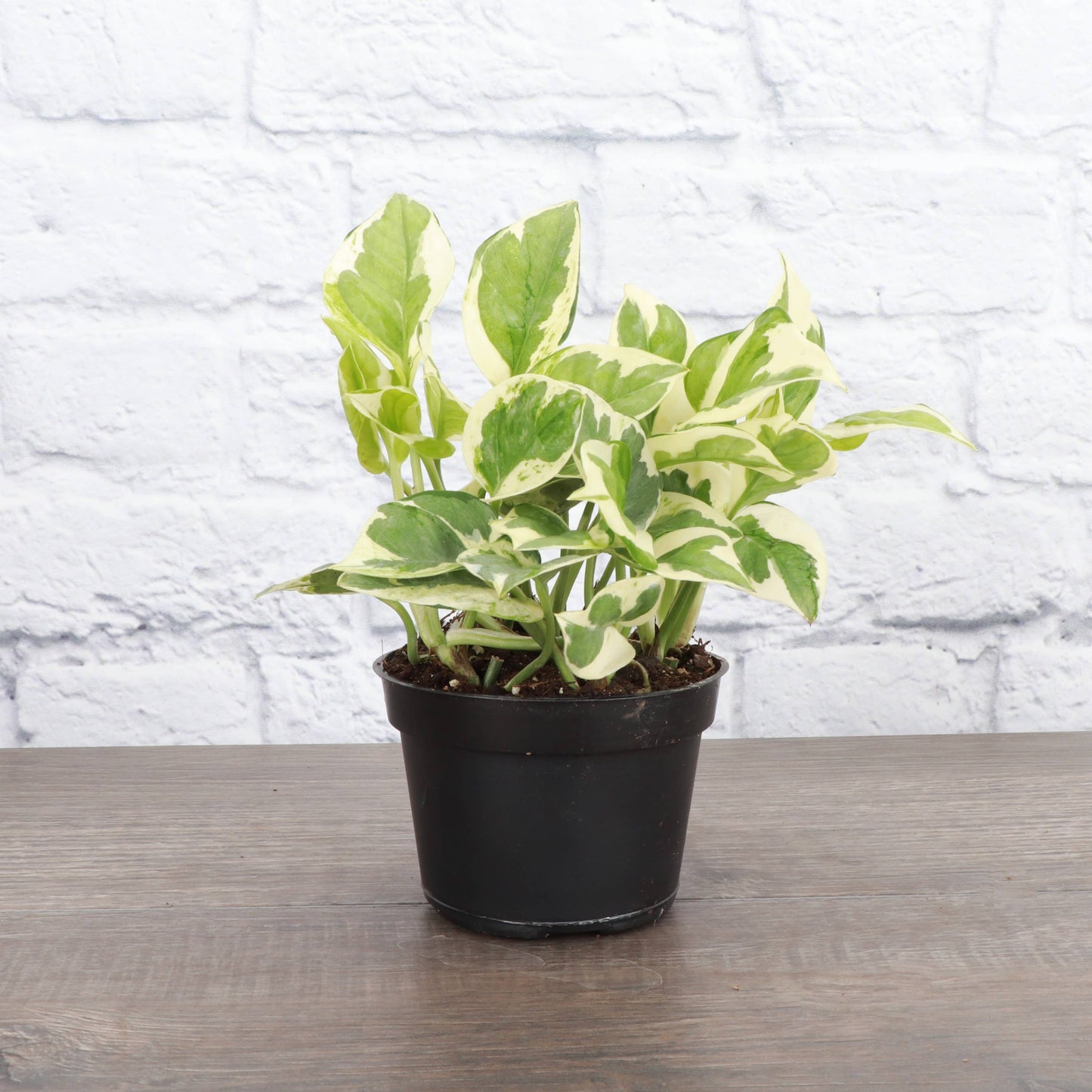 Pearls and Jade Pothos