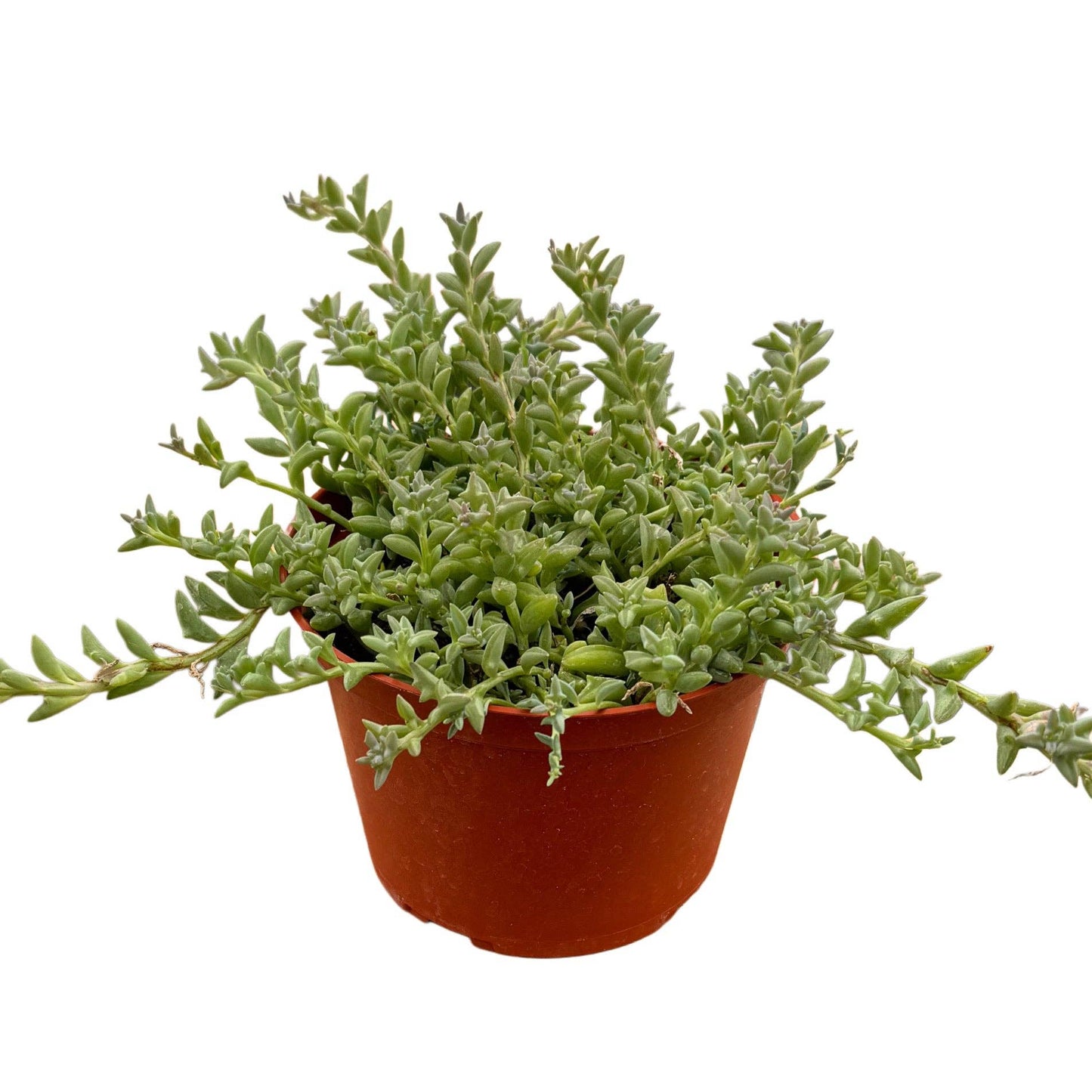 String of Dolphins: 2 inch