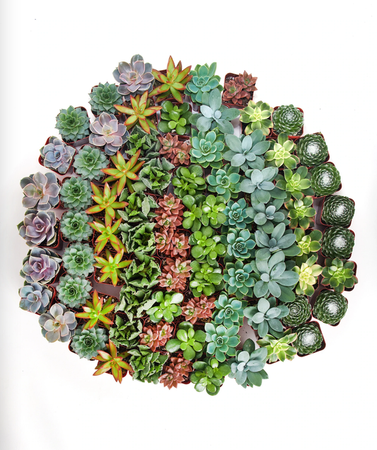 Assorted Succulent in 2" Pots: