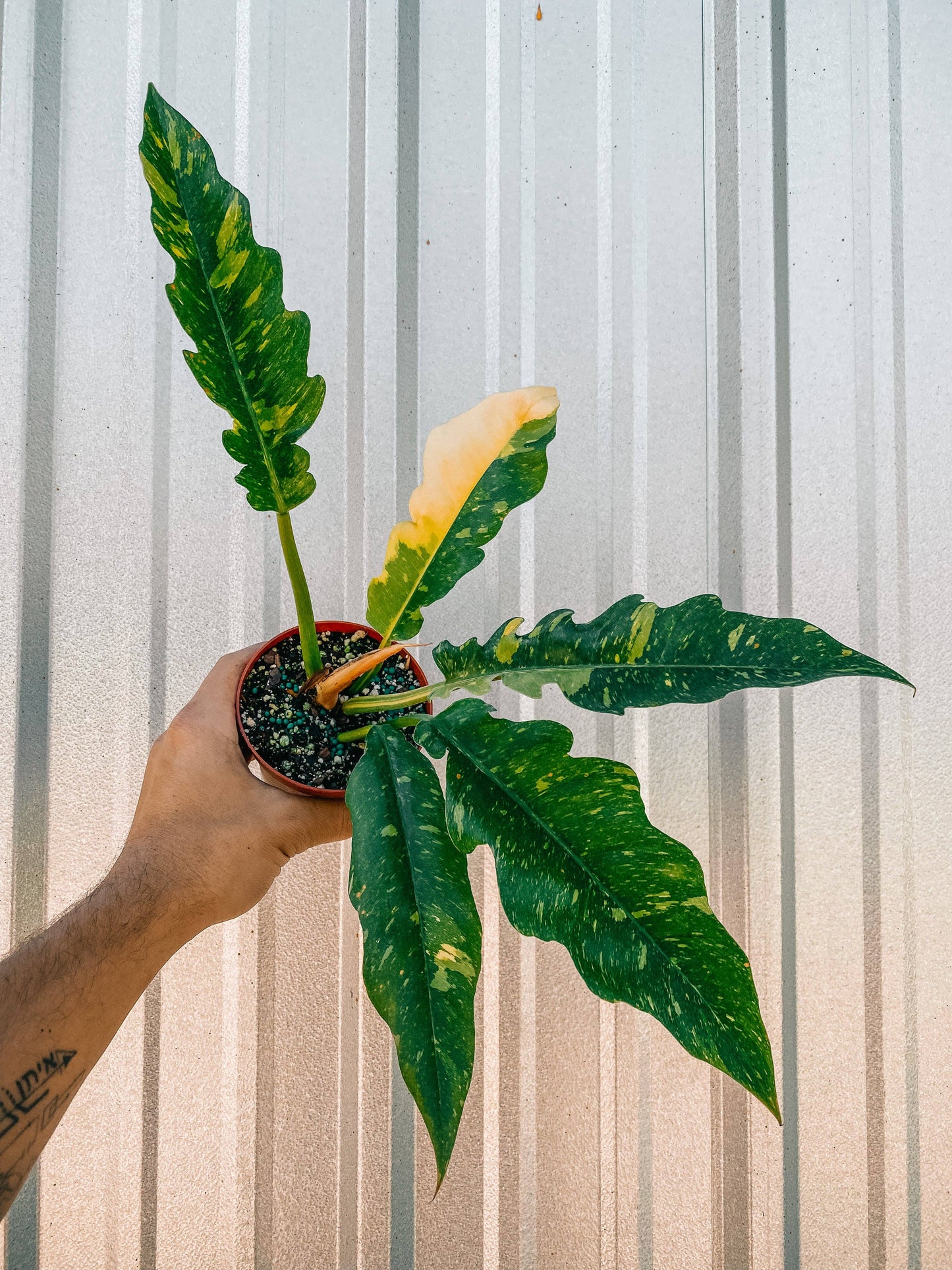 4" Philodendron 'Ring of Fire'