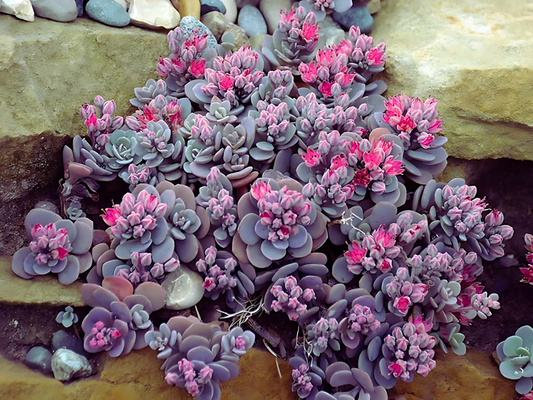 10/15/30 Perennial Sedum 'Blue Elf' Stonecrop Bulk Plants: 10 Sedum 'Blue Elf'
