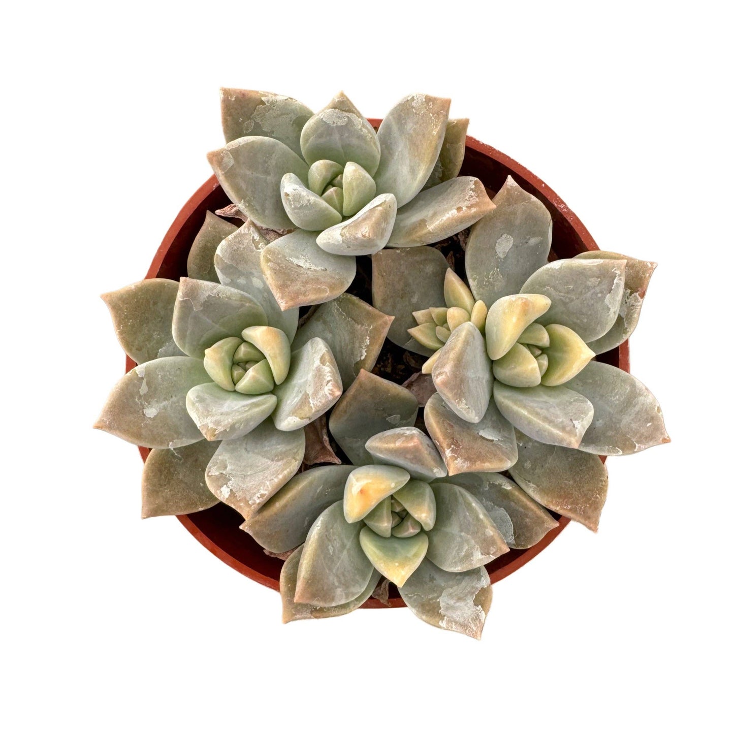 Ghost Plant Variegated