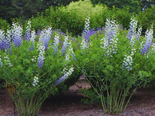 10/15/38 Baptisia Lunar Eclipse False Indigo Landscape Plant: 10 Baptisia 'Lunar Eclipse'