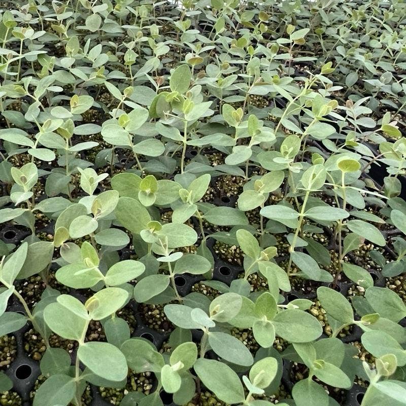 Baby Blue Eucalyptus Seedling Plant ( Starter Plant)